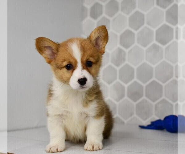 Medium Photo #32 Pembroke Welsh Corgi Puppy For Sale in MIDDLEBURY, IN, USA