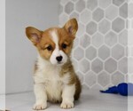 Small #31 Pembroke Welsh Corgi