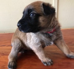Belgian Malinois Puppy for sale in BURTON, TX, USA