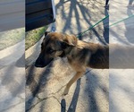 Small #41 German Shepherd Dog