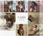 Puppy Cash Australian Shepherd