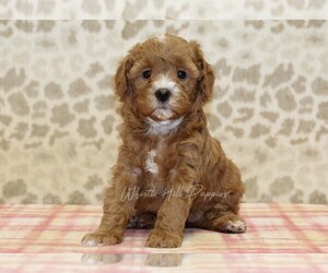 Cavapoo Puppy for sale in DENVER, PA, USA