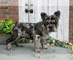 Small #1 French Bulldog