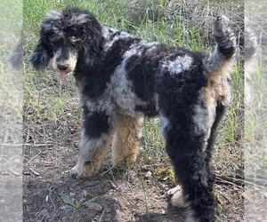 Mother of the Poodle (Standard) puppies born on 07/18/2025