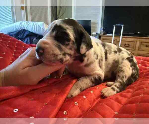 Medium Photo #19 Great Dane Puppy For Sale in ALVORD, TX, USA