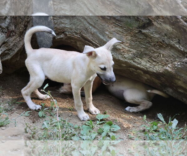 Medium Photo #17 Labrador Retriever-Unknown Mix Puppy For Sale in Sebec, ME, USA