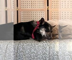 Small Australian Shepherd Mix