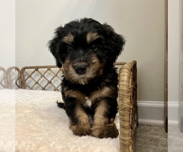 Medium Photo #1 Australian Mountain Dog Puppy For Sale in CULPEPER, VA, USA