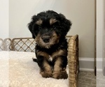 Puppy 6 Australian Mountain Dog