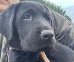 Small #10 Labrador Retriever