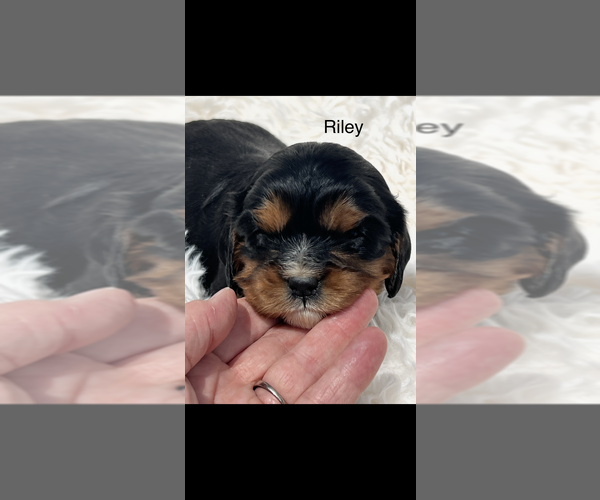 Medium Photo #5 Cavalier King Charles Spaniel Puppy For Sale in NILES, MI, USA