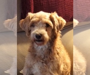 Bunnie - Female Poodle (Miniature) Dog for Adoption - Photo #5