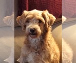 Small Photo #5 Poodle (Miniature) Puppy For Sale in HOPKINSVILLE/PRINCETON, KY, NH, USA