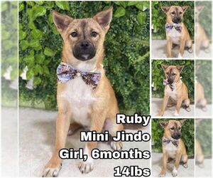 Mutt Dogs for adoption in Seattle, WA, USA