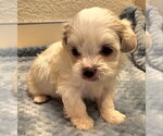 Emerson - Male Mal-Shi Dog for Adoption - Small photo