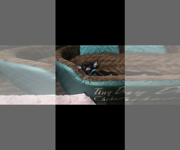 Medium Photo #4 Chihuahua Puppy For Sale in CRAFTON, PA, USA