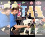 Small #1 Texas Heeler Mix