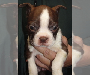 Boston Terrier Puppy for sale in CRKD RVR RNCH, OR, USA