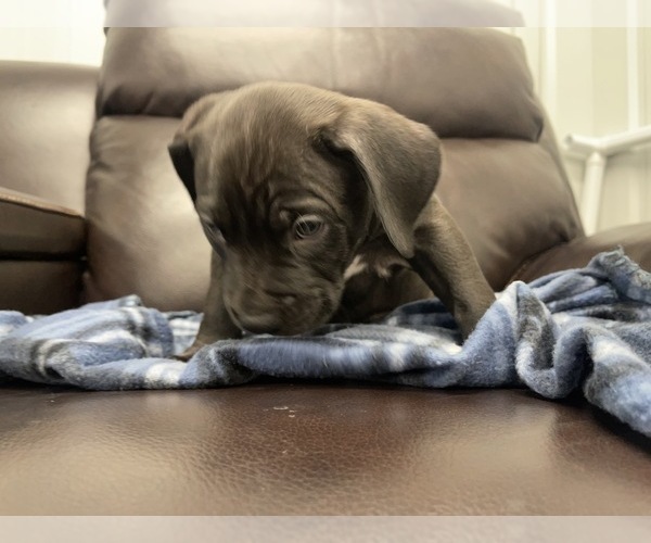 Medium Photo #49 American Bully Puppy For Sale in REESEVILLE, WI, USA