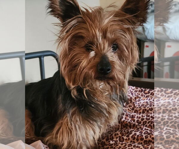 Medium Photo #2 Mutt Puppy For Sale in Tenafly, NJ, USA