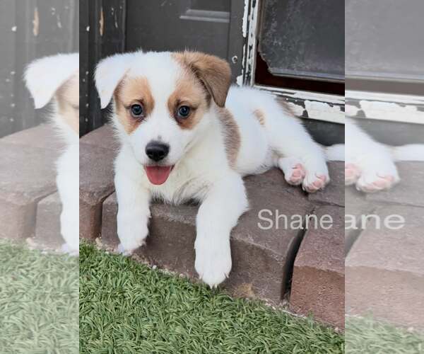 Medium Photo #2 Australian Shepherd-Jack Russell Terrier Mix Puppy For Sale in Cave Creek, AZ, USA