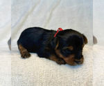 Puppy Eddy Yorkshire Terrier