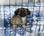 Small #1 Pekingese Mix