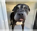 Small American Pit Bull Terrier Mix