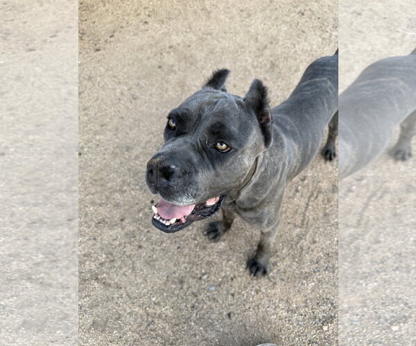 Medium Photo #1 Mutt Puppy For Sale in Goodyear, AZ, USA
