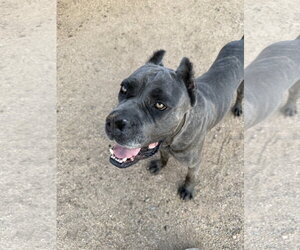 Mutt Dogs for adoption in Goodyear, AZ, USA