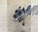 Small Mutt