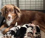 Small Photo #1 Miniature Australian Shepherd Puppy For Sale in VERNONIA, OR, USA