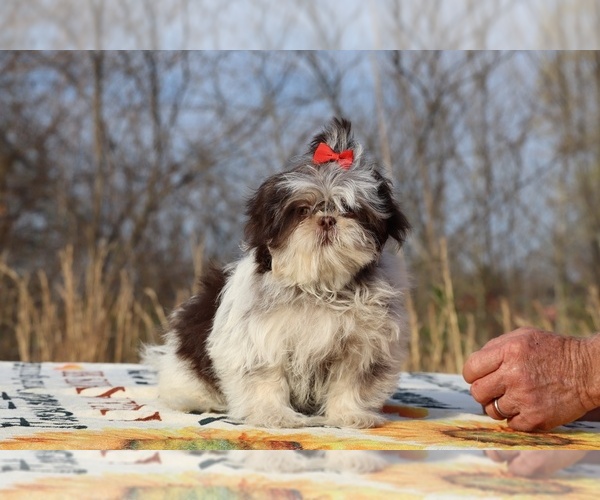 Medium Photo #9 Shih Tzu Puppy For Sale in DYERSBURG, TN, USA