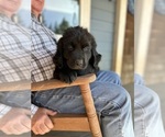 Small #1 Newfoundland