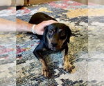 Small #2 Mutt