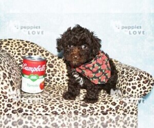 Poodle (Toy) Puppy for sale in SANGER, TX, USA