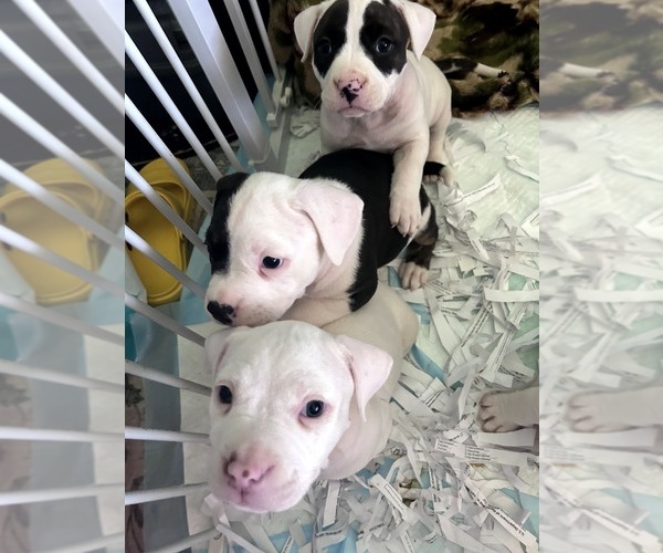 Medium Photo #6 American Bully Puppy For Sale in FRIDLEY, MN, USA