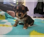 Small Photo #11 Yorkshire Terrier Puppy For Sale in KUNA, ID, USA
