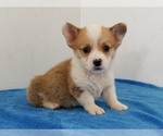 Small Photo #6 Pembroke Welsh Corgi Puppy For Sale in CLARK, MO, USA