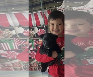 Scottish Terrier Puppy for sale in SHALLOTTE, NC, USA