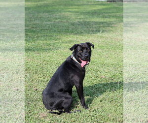 Plato - Male Mutt Dog for Adoption - Photo #7