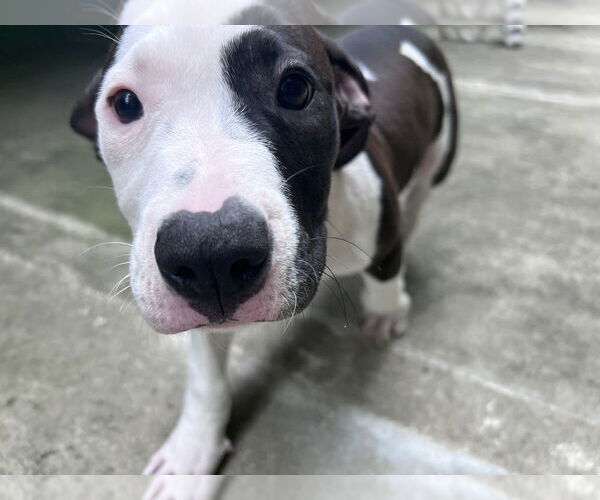 Medium Photo #3 Mutt Puppy For Sale in Elmsford, NY, USA