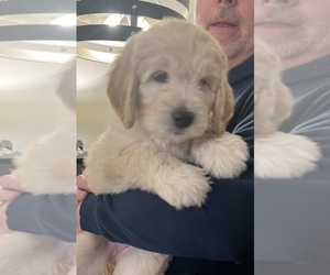 Goldendoodle (Miniature) Puppy for sale in HARMONY, PA, USA