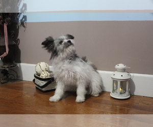 Ewokian Puppy for sale in SEARS, MI, USA