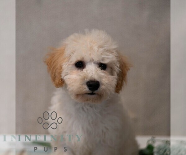 Medium Photo #1 Poochon Puppy For Sale in MIFFLINBURG, PA, USA