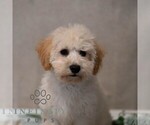 Small Poochon