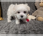 Small #3 Maltese