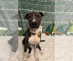 Small #4 American Pit Bull Terrier Mix