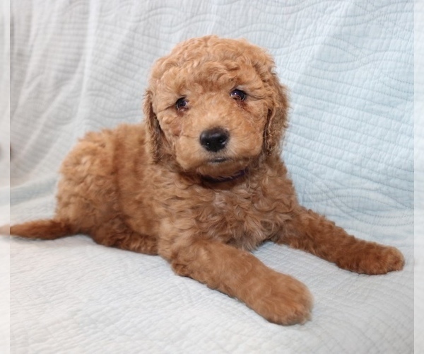Medium Photo #3 Goldendoodle Puppy For Sale in VALRICO, FL, USA