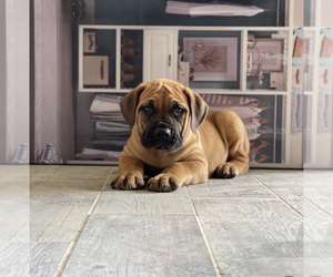 Boerboel Puppy for sale in OMAHA, NE, USA